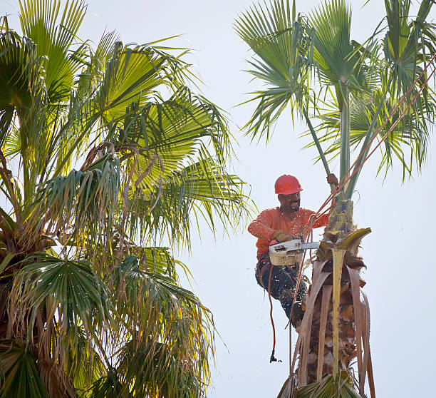 Best Tree Stump Removal  in Fort Worth, TX